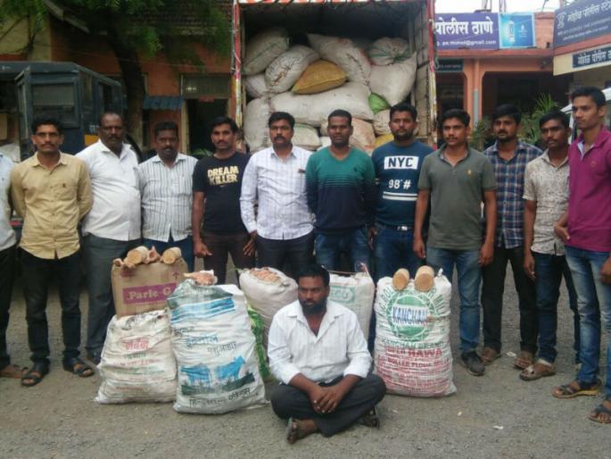 1500 kg sandalwood seized in Solapur | सोलापुरात १५०० किलो चंदन जप्त 1500 kg sandalwood seized in Solapur | सोलापुरात १५०० किलो चंदन जप्त